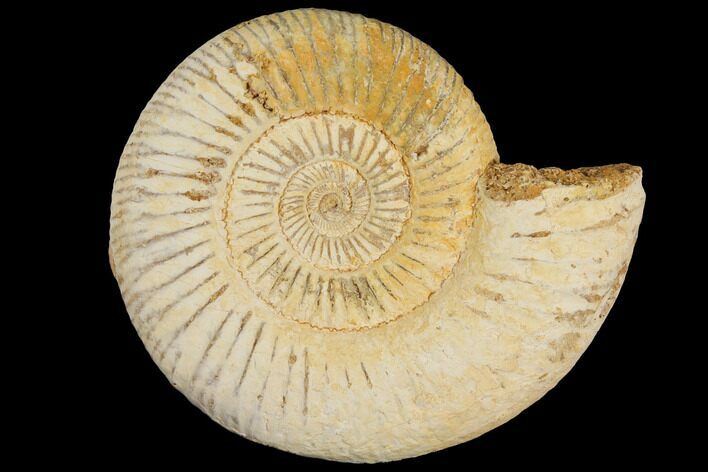 Perisphinctes Ammonite - Jurassic #100228